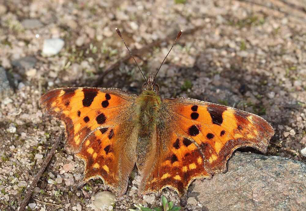 Polygonia c-album