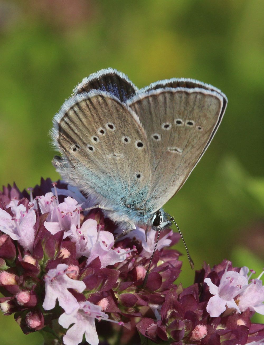 Polyommatus semiargus