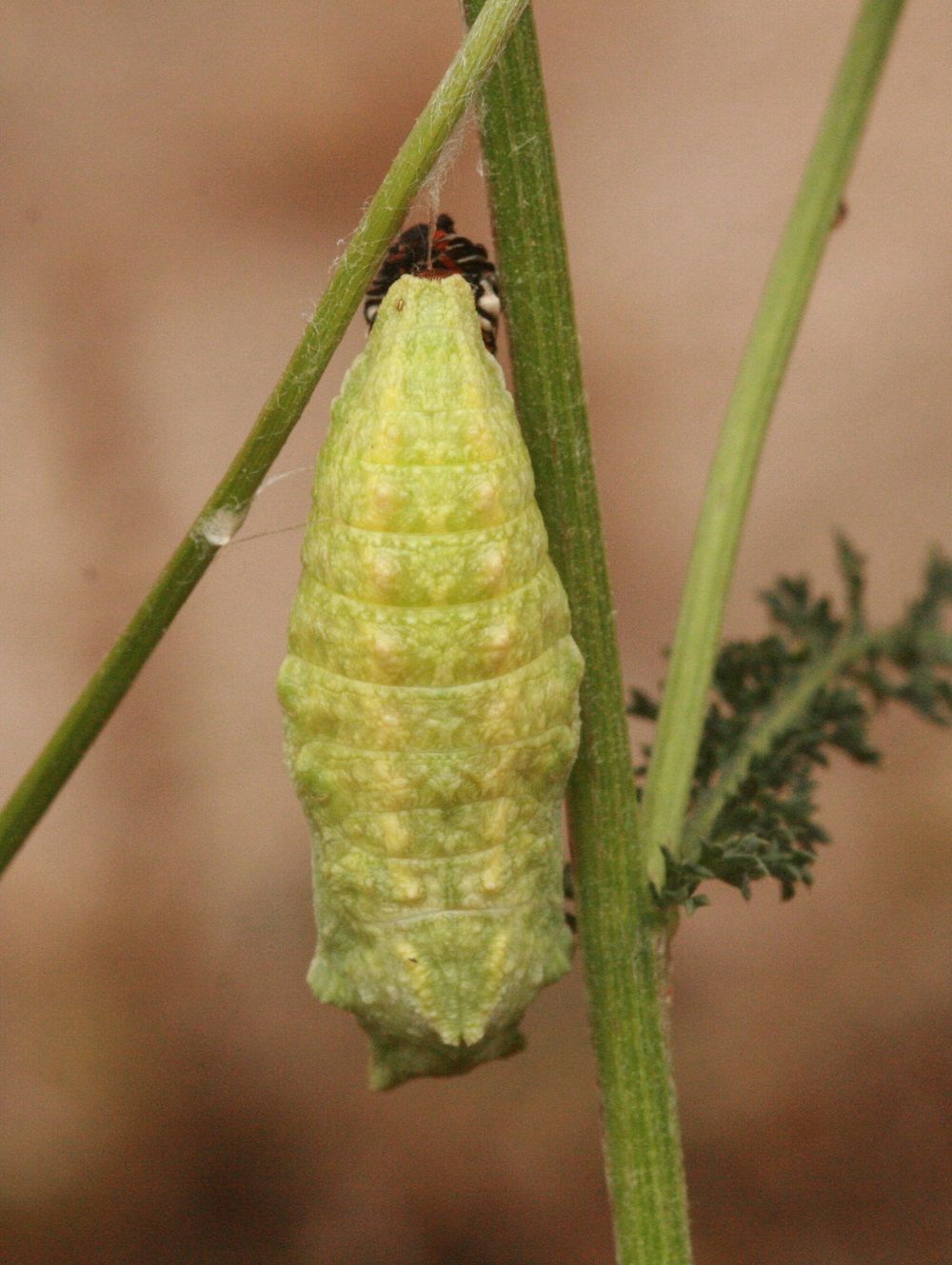 Papilio machaon (Puppe)