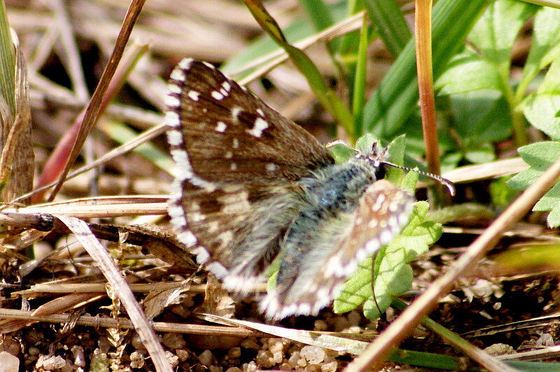 Pyrgus armoricanus