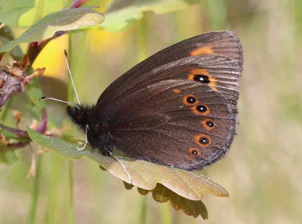 Erebia medusa 