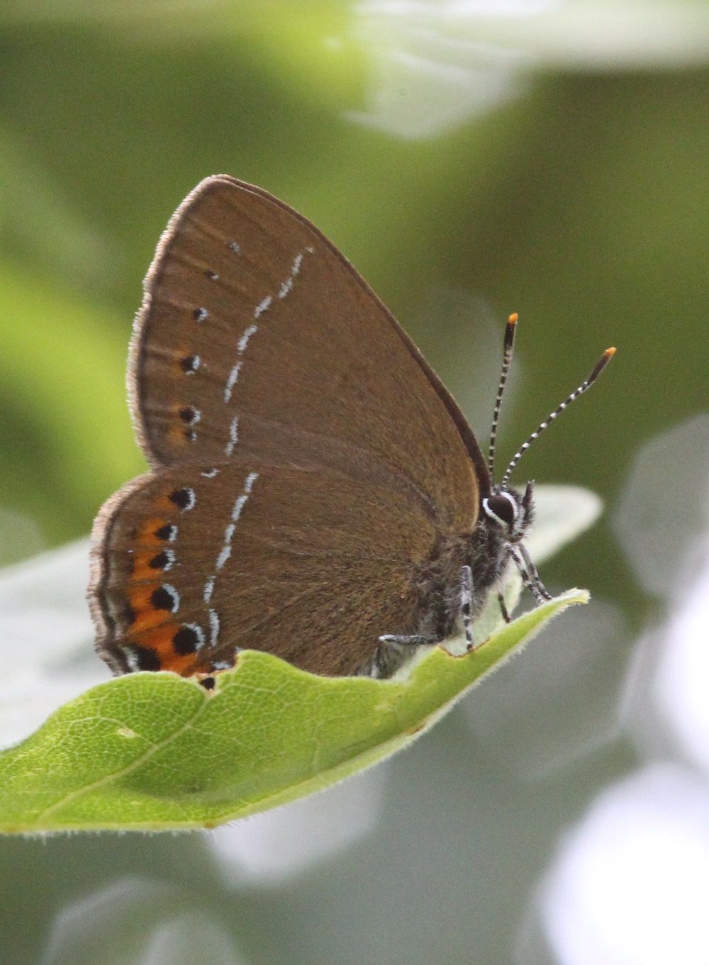 Satyrium pruni