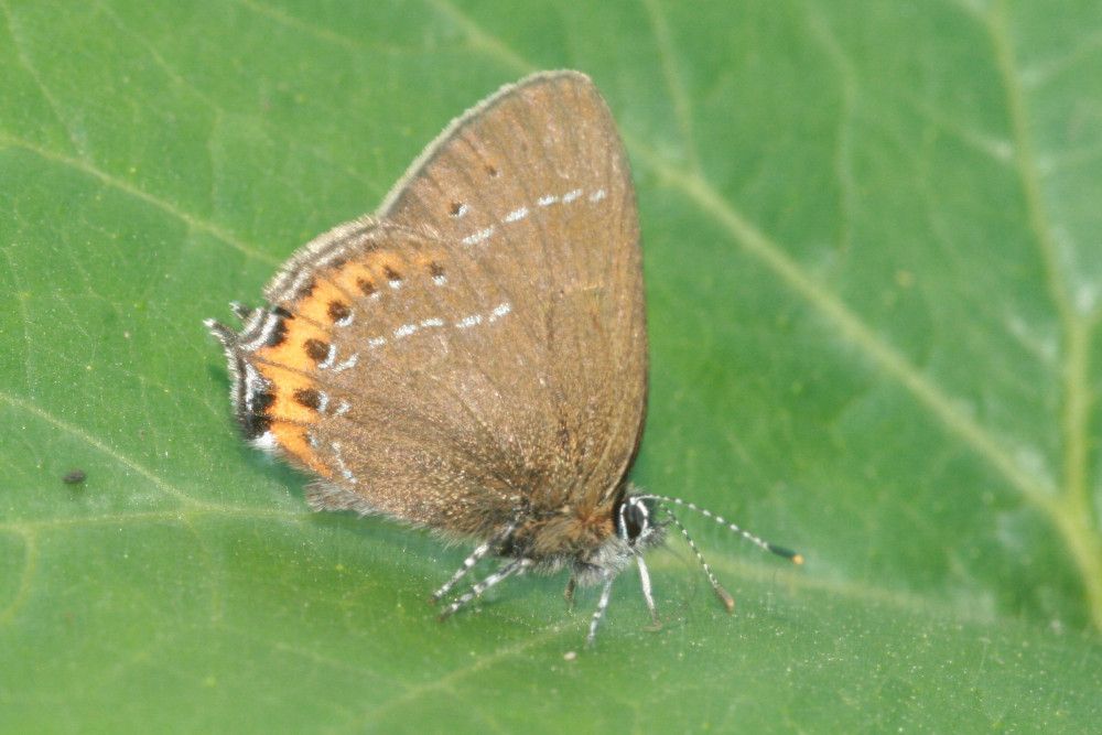 Satyrium pruni