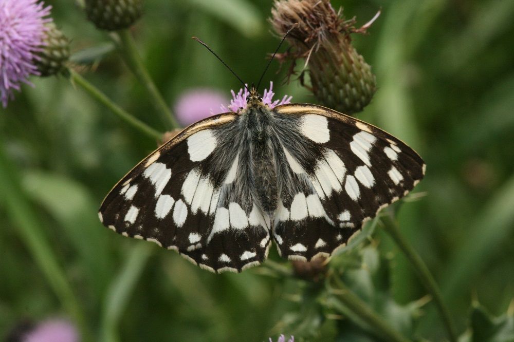 Melanargia galathea