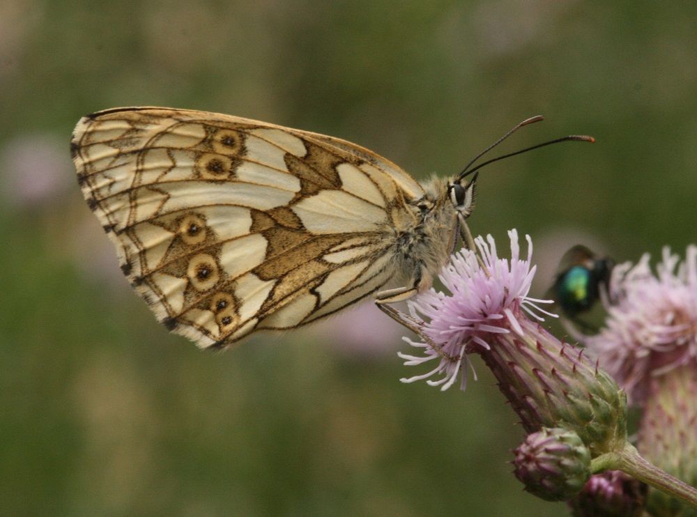 Melanargia galathea