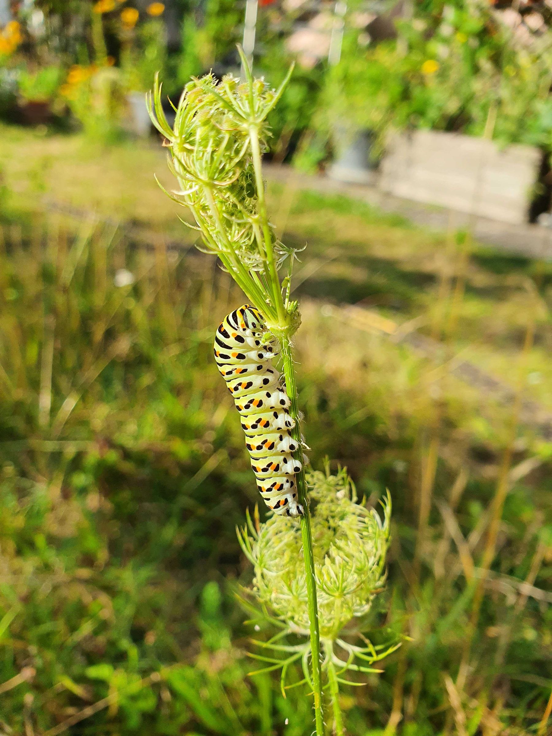 Papilio machaon