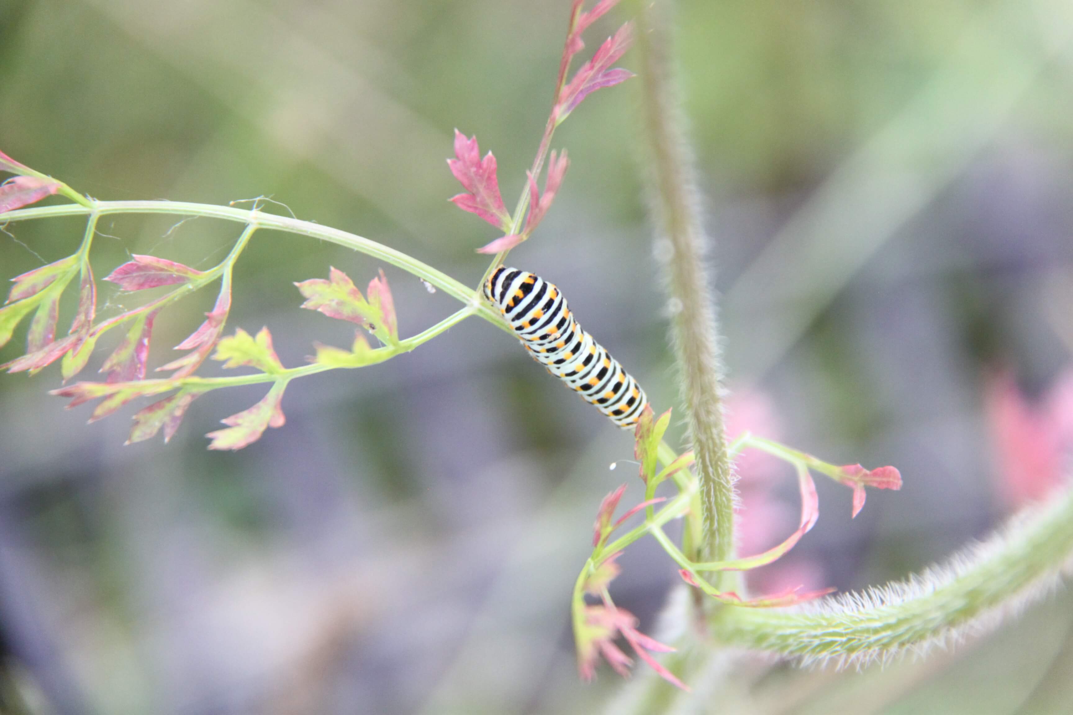 Papilio machaon