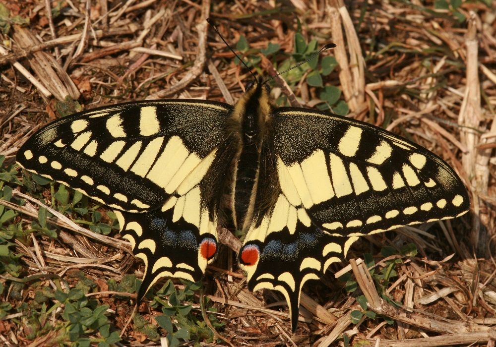 Papilio machaon