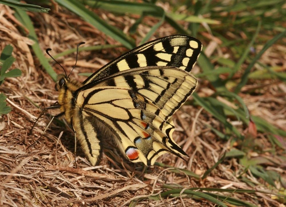 Papilio machaon