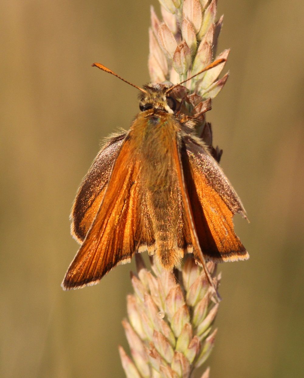 Thymelicus sylvestris