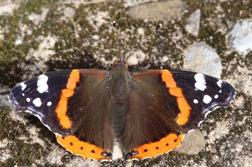 Vanessa atalanta