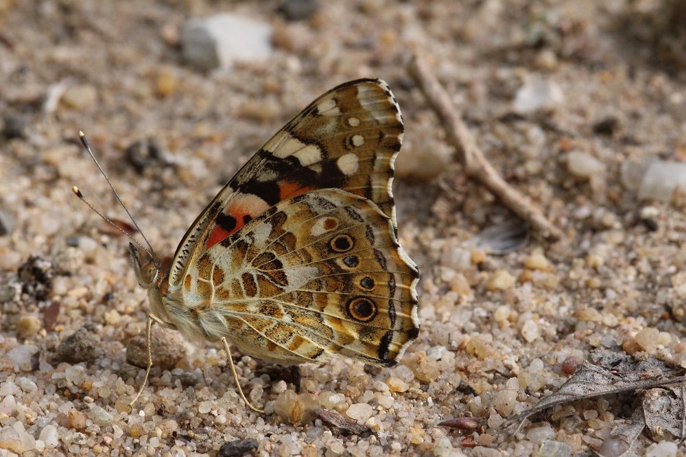 Vanessa cardui