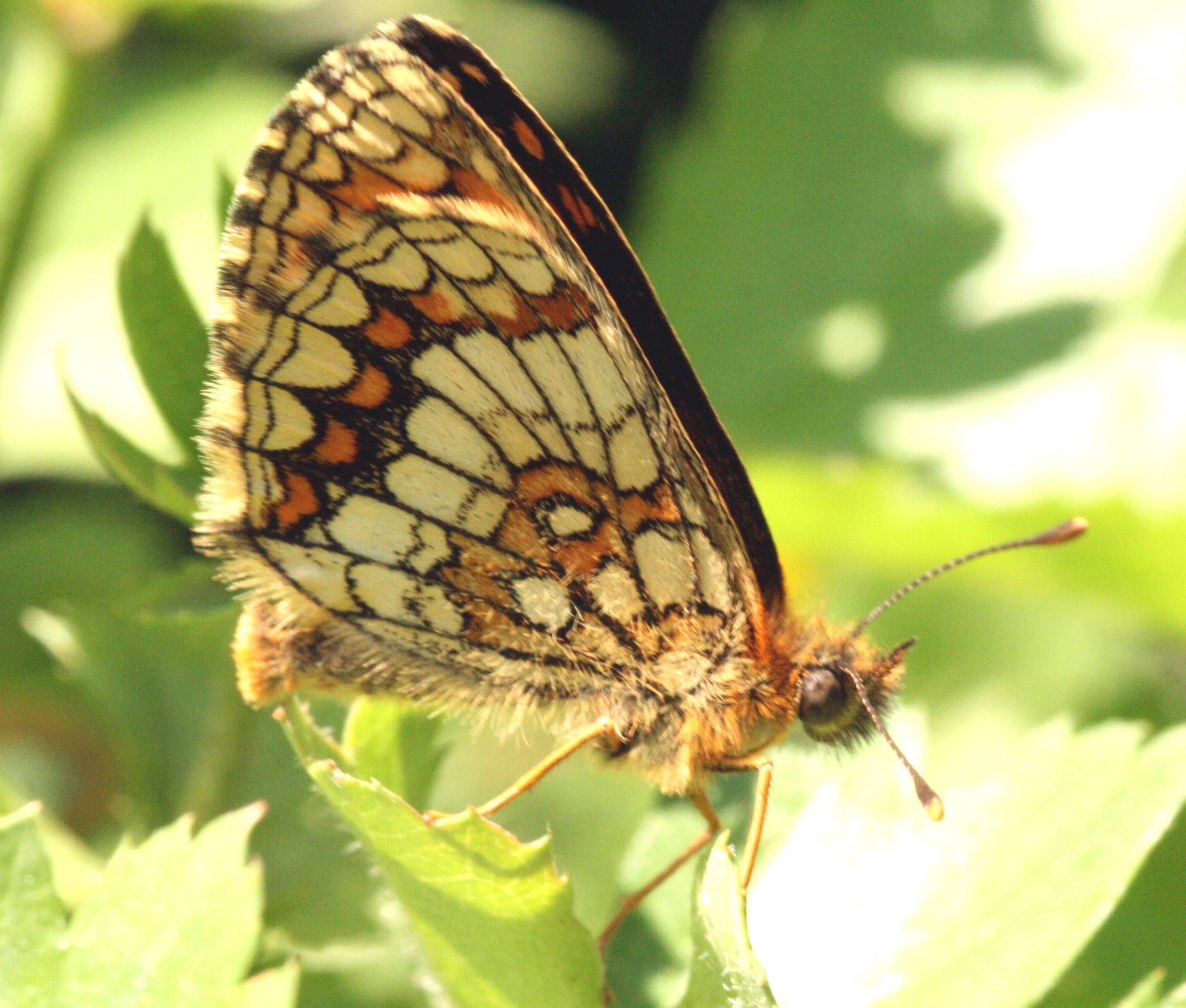 Melitaea athalia