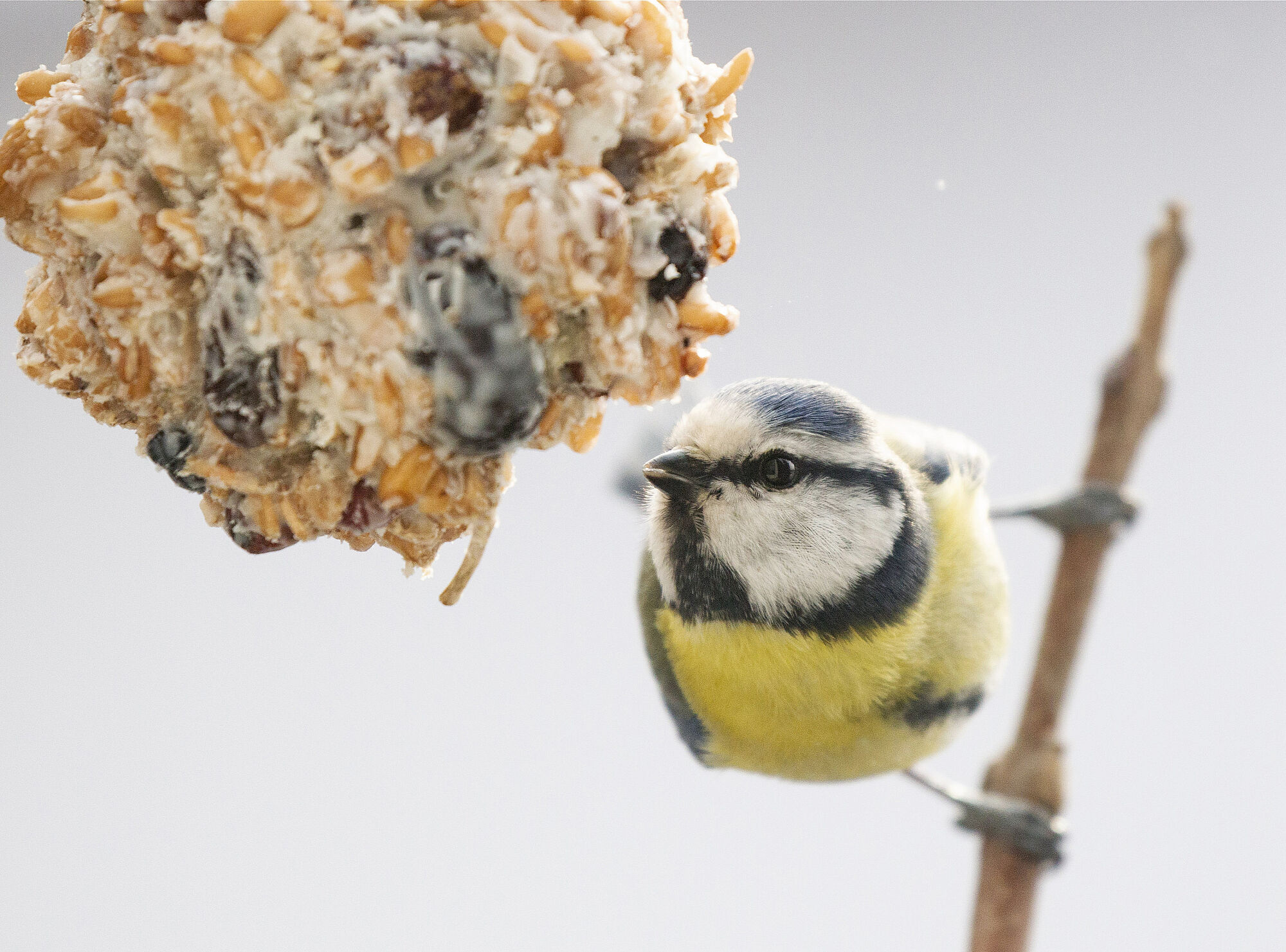 Blaumeise an Meisenknödel