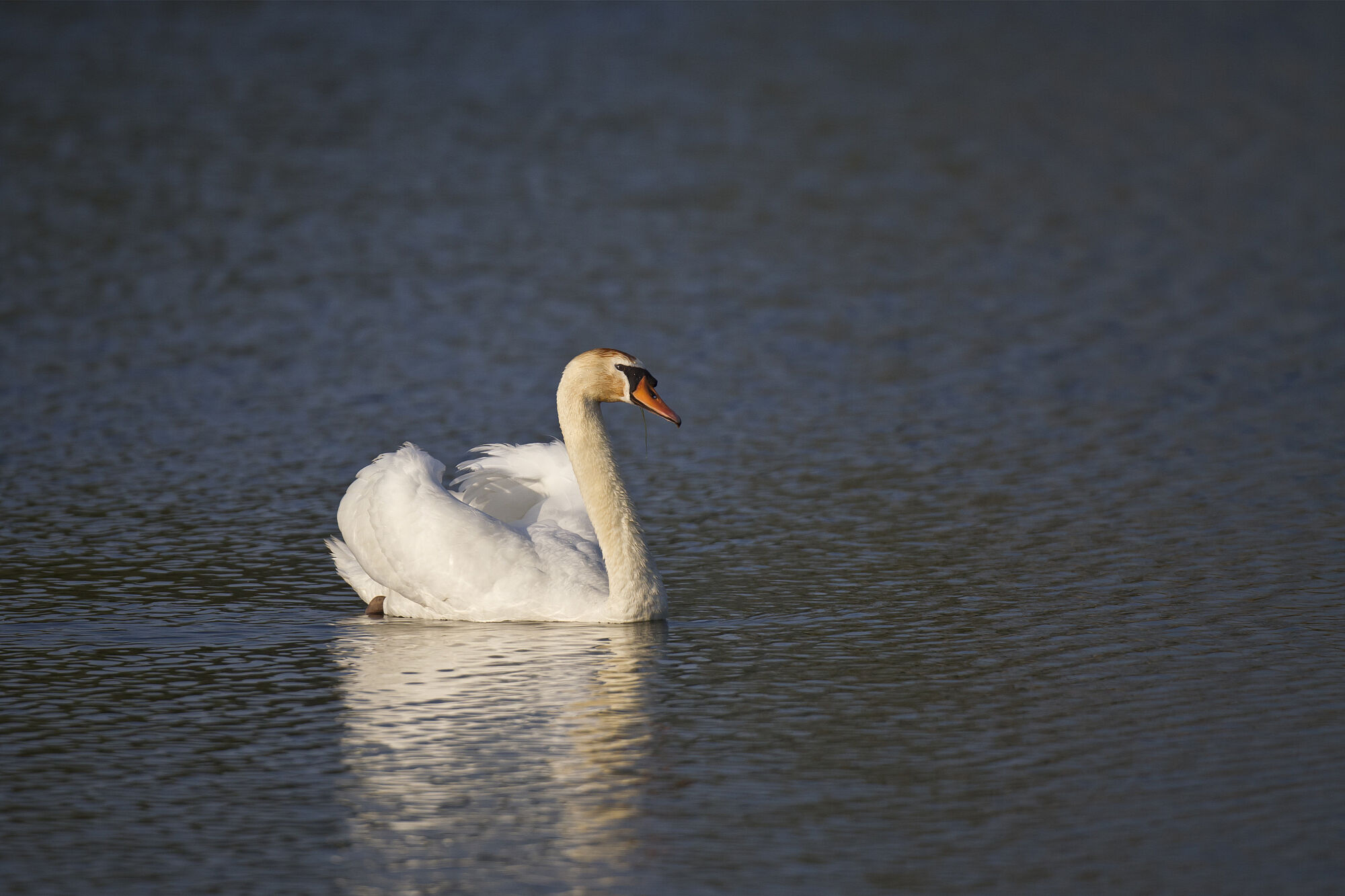 Höckerschwan