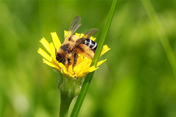 Hosenbiene (Dasypoda hirtipes)