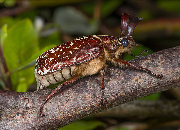 Walker (Polyphylla fullo)