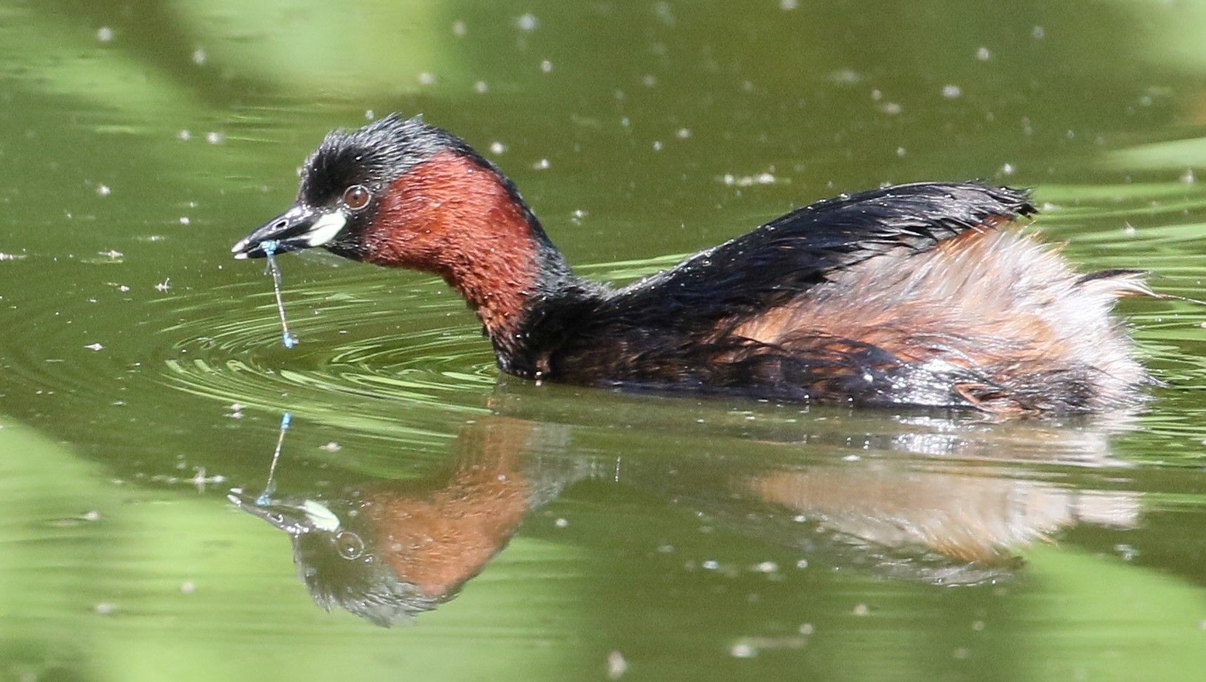 Zwergtaucher mit erbeuteter Libelle