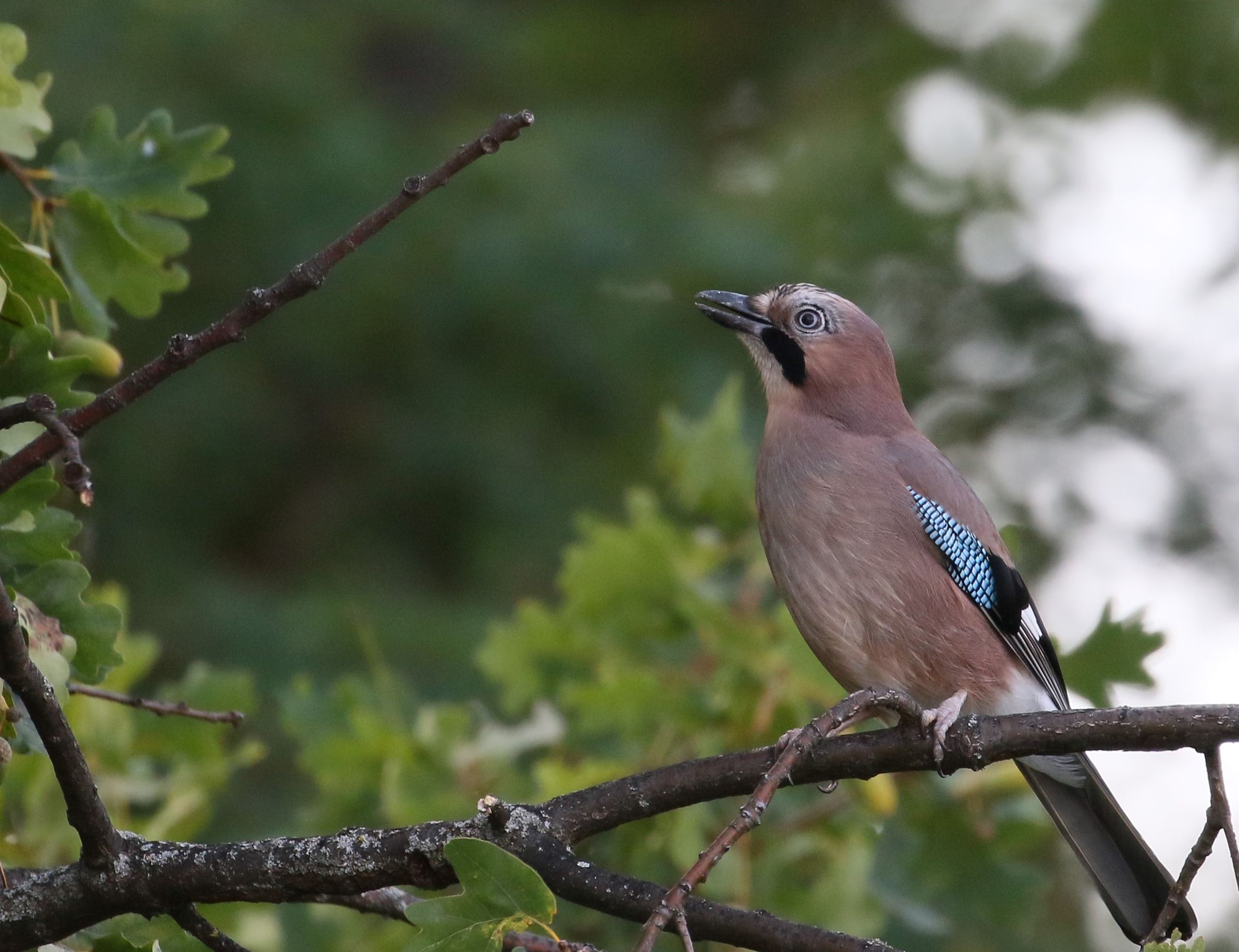 Eichelhäher im Garten/Foto: Kazumi Nakayama Eichelhäher