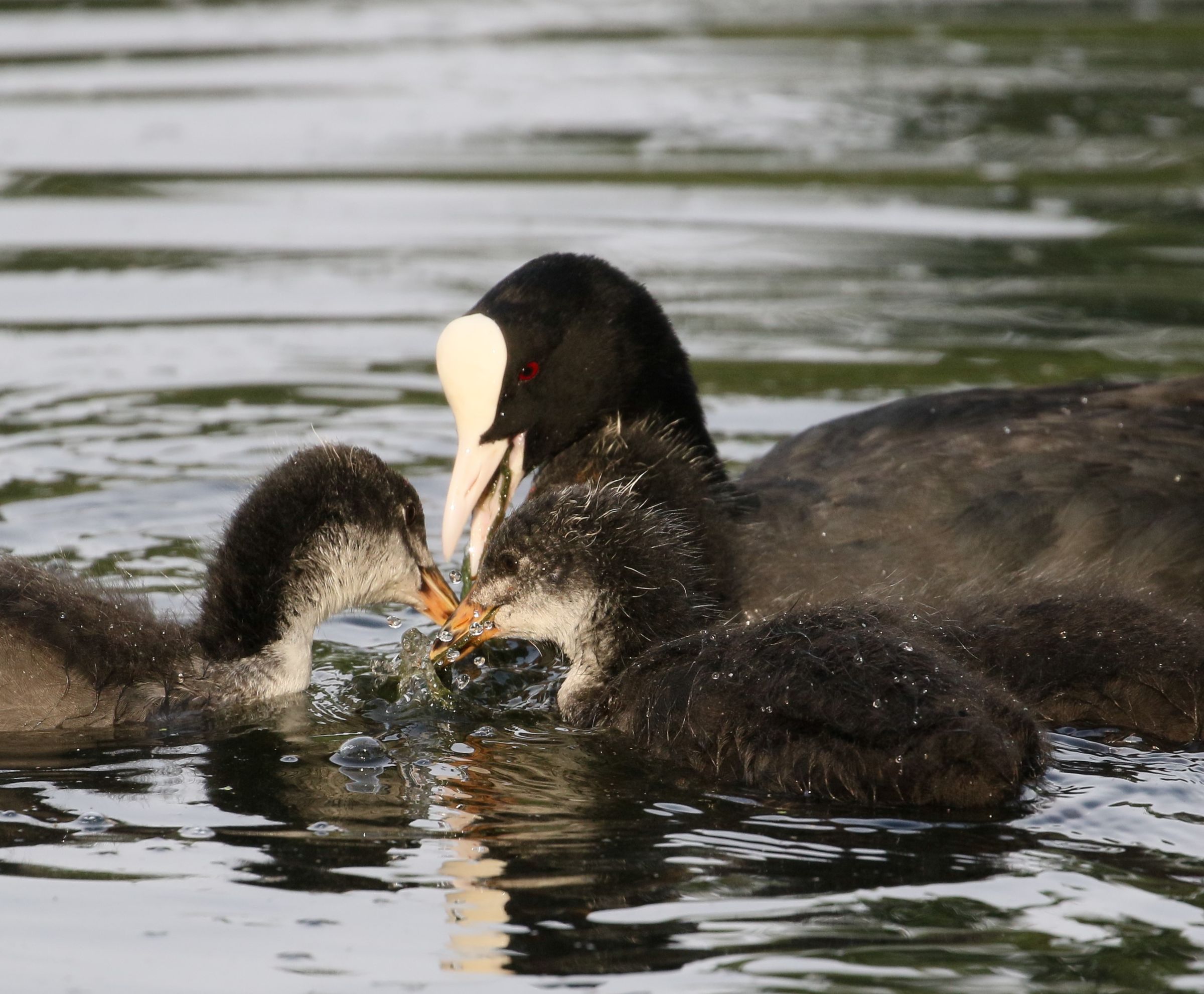 Blässhuhn mit Küken am Dutzendteich/Foto: Kazumi Nakayama Blässhuhn mit Küken