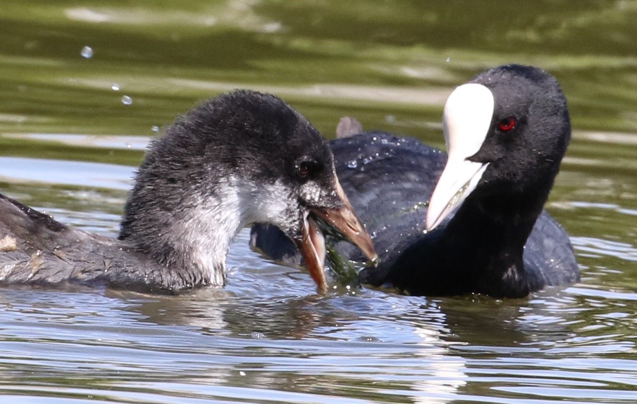 Blässhuhn mit Küken am Dutzendteich/Foto: Kazumi Nakayama Blässhuhn mit Küken