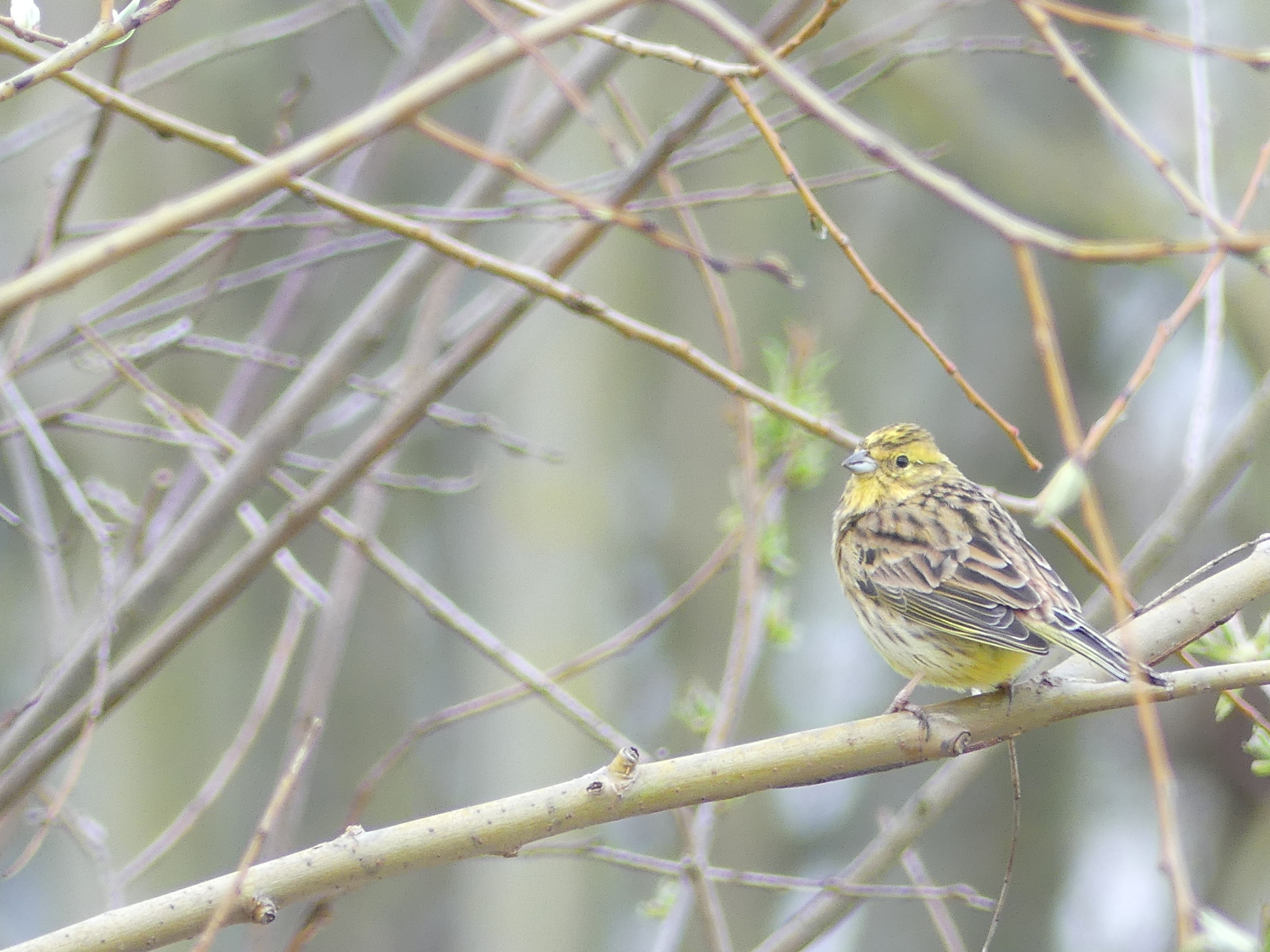 Goldammer (Foto: Maria Meißner)