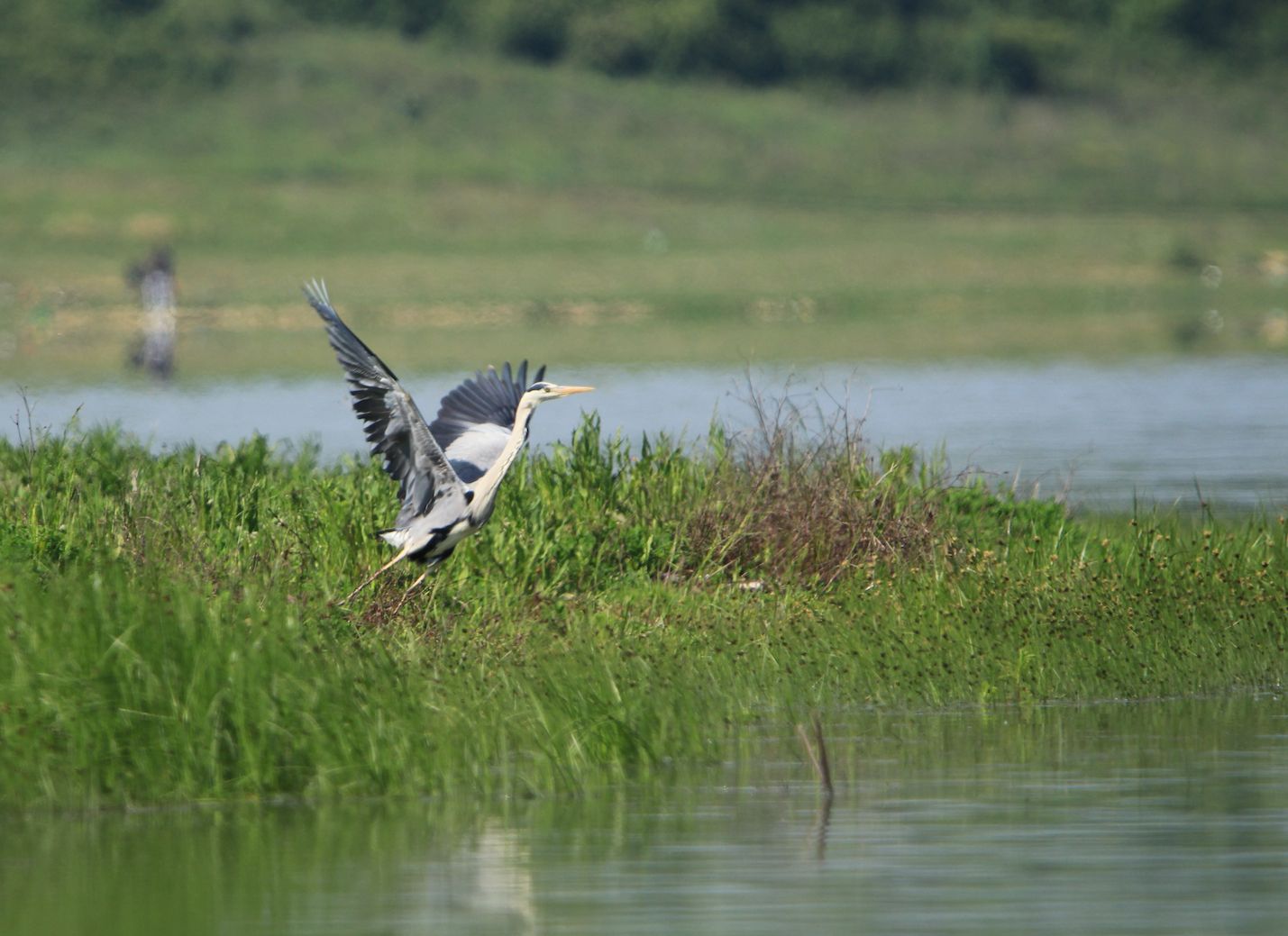 Graureiher (Foto: Sabine Ratzel) Graureiher