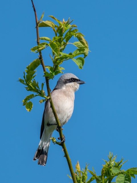Männchen des Neuntöters