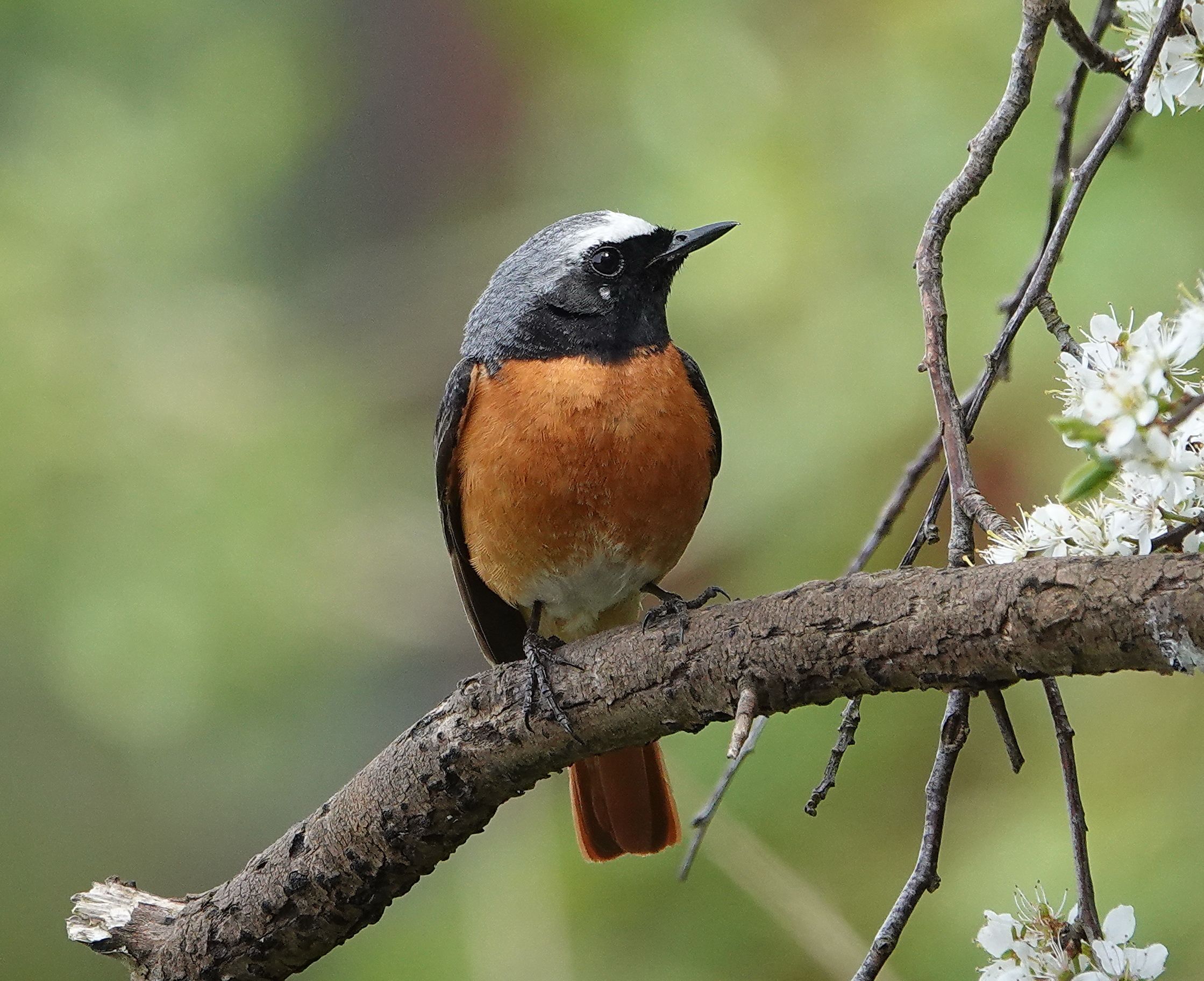 Gartenrotschwanz (Foto: Heike Wirth) Gartenrotschwanz