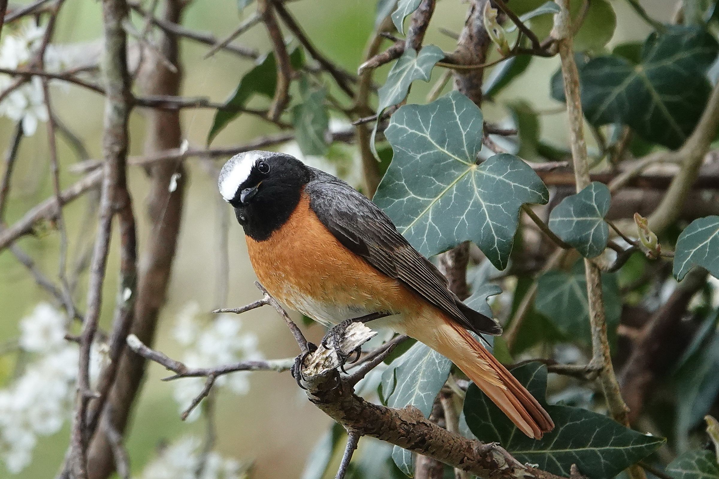 Gartenrotschwanz (Foto: Heike Wirth) Gartenrotschwanz