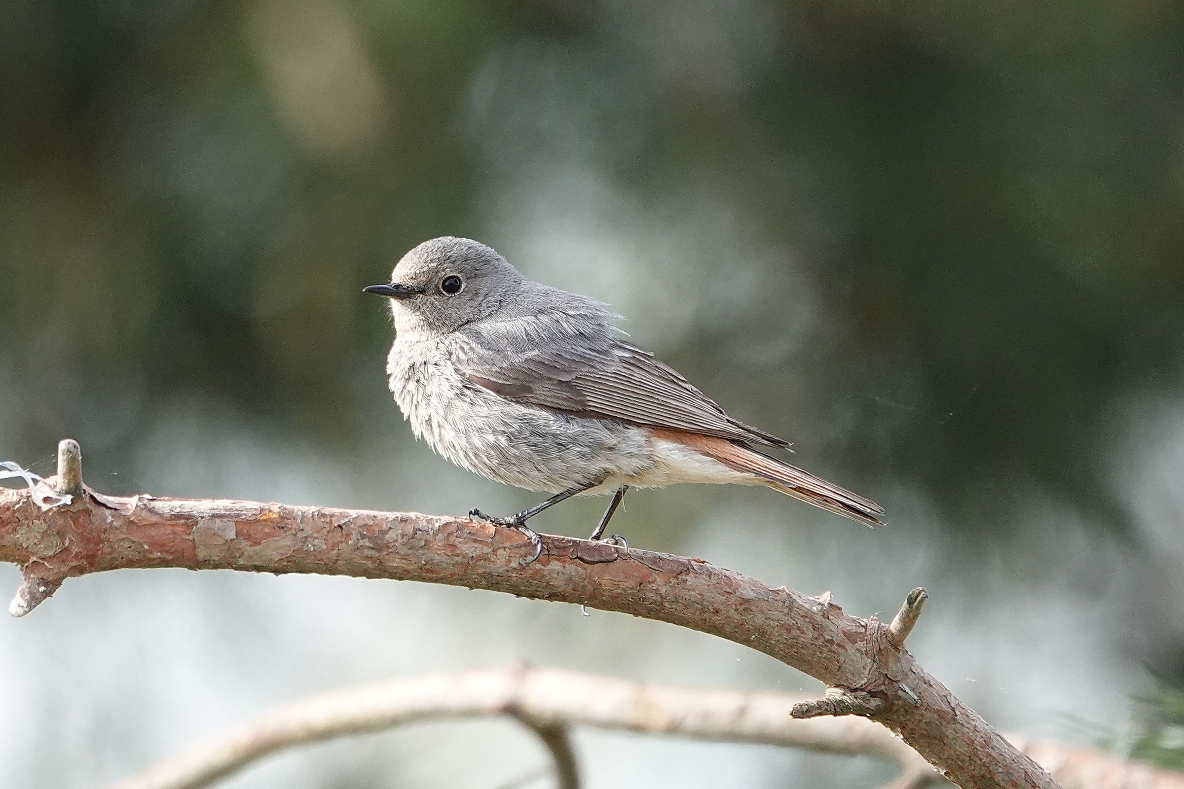 Hausrotschwanz (Foto: Heike Wirth) Hausrotschwanz