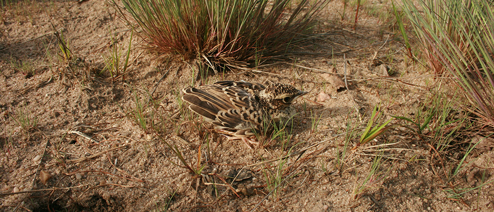 Küken der Heidelerche in Kornburg Küken der Heidelerche in Kornburg