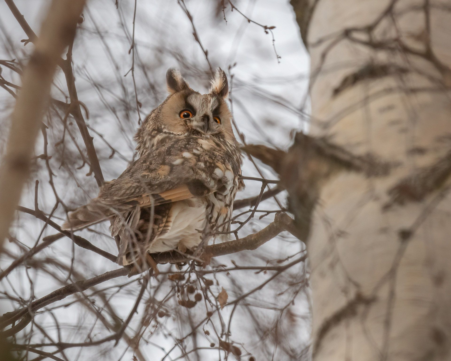 Waldohreule (Foto: Claudia Krahenberger) Waldohreule