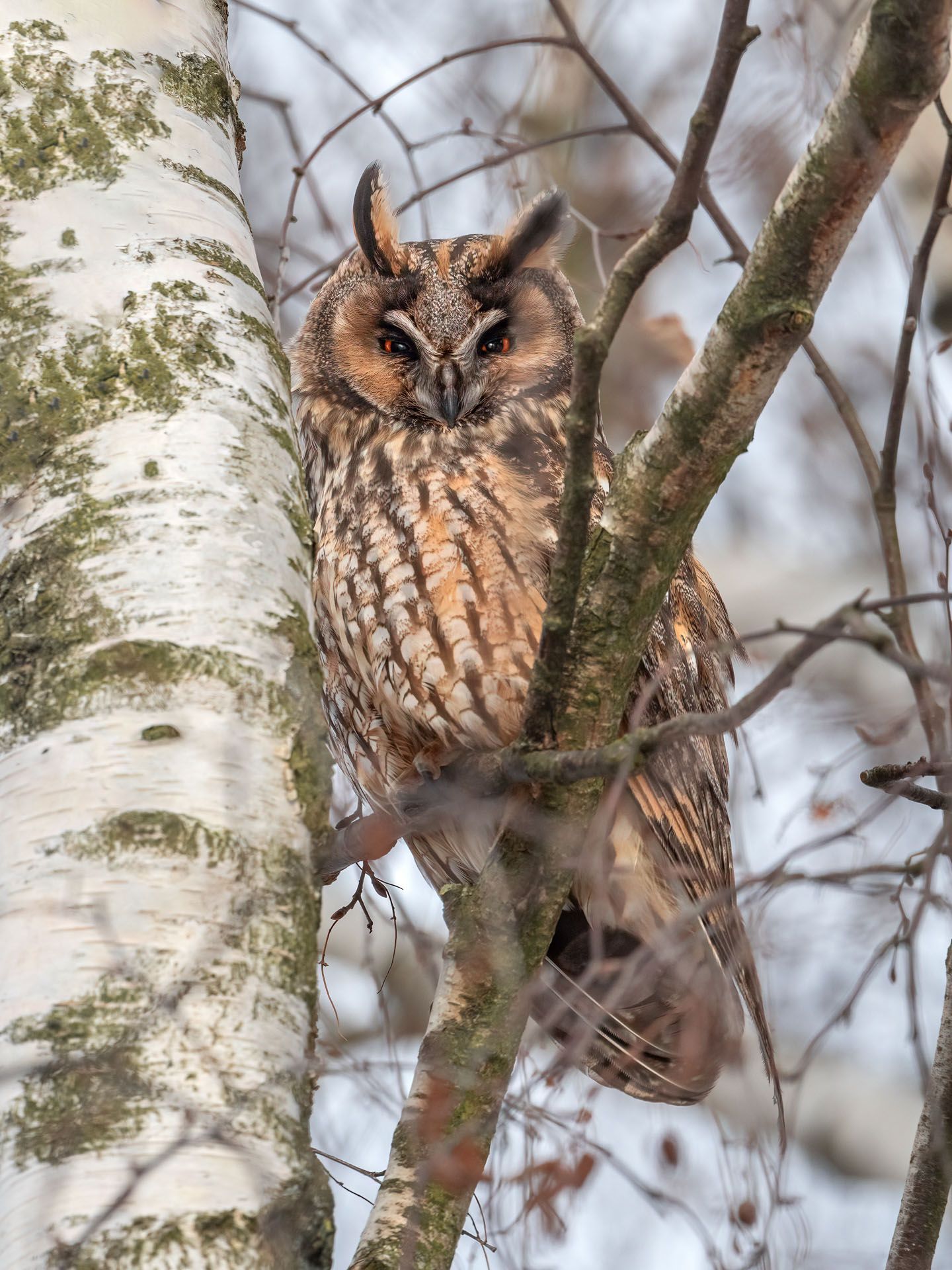 Waldohreule (Foto: Claudia Krahenberger) Waldohreule