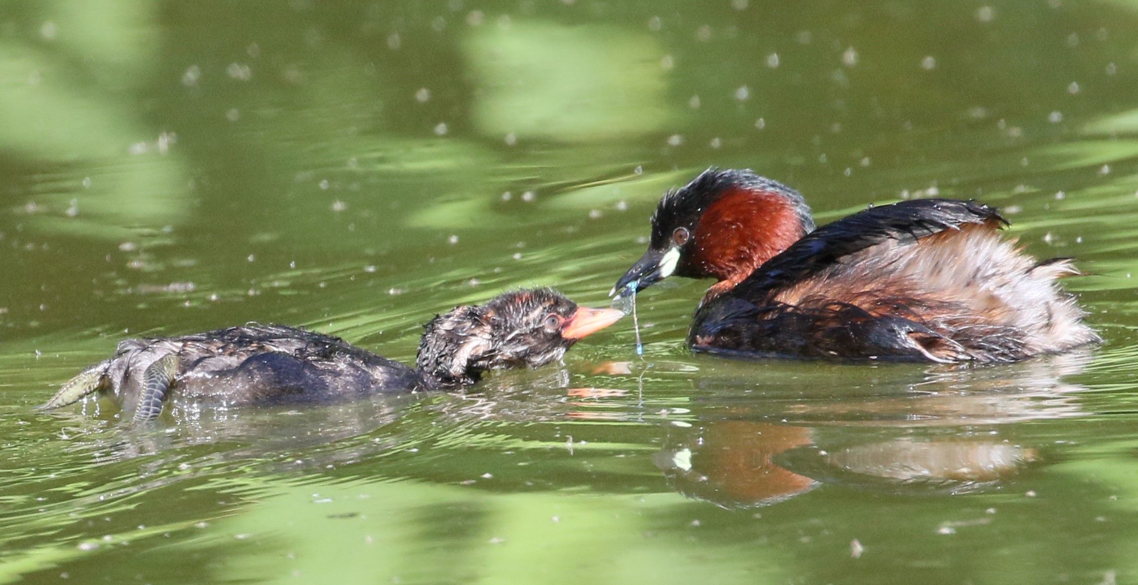 Zwergtaucher mit Küken/Foto: Kazumi Nakayama Zwergtaucher mit Küken