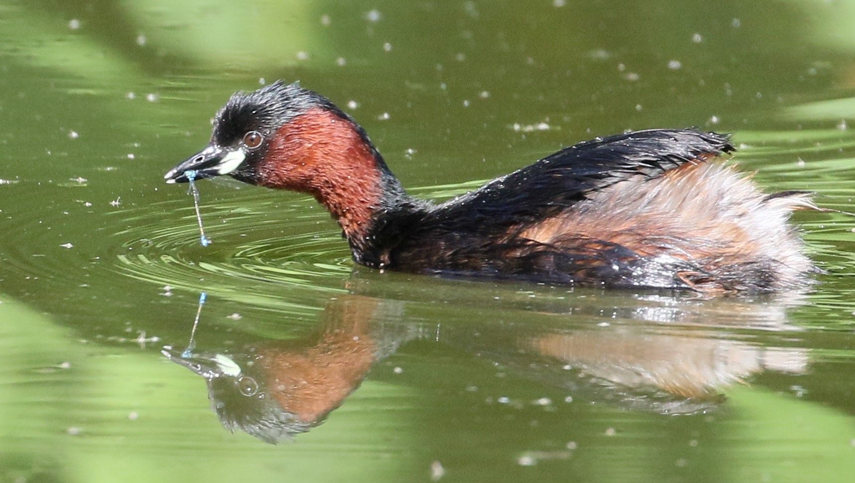Zwergtaucher mit erbeuteter Libelle am Dutzendteich/Foto: Kazumi Nakayama Zwergtaucher mit erbeuteter Libelle