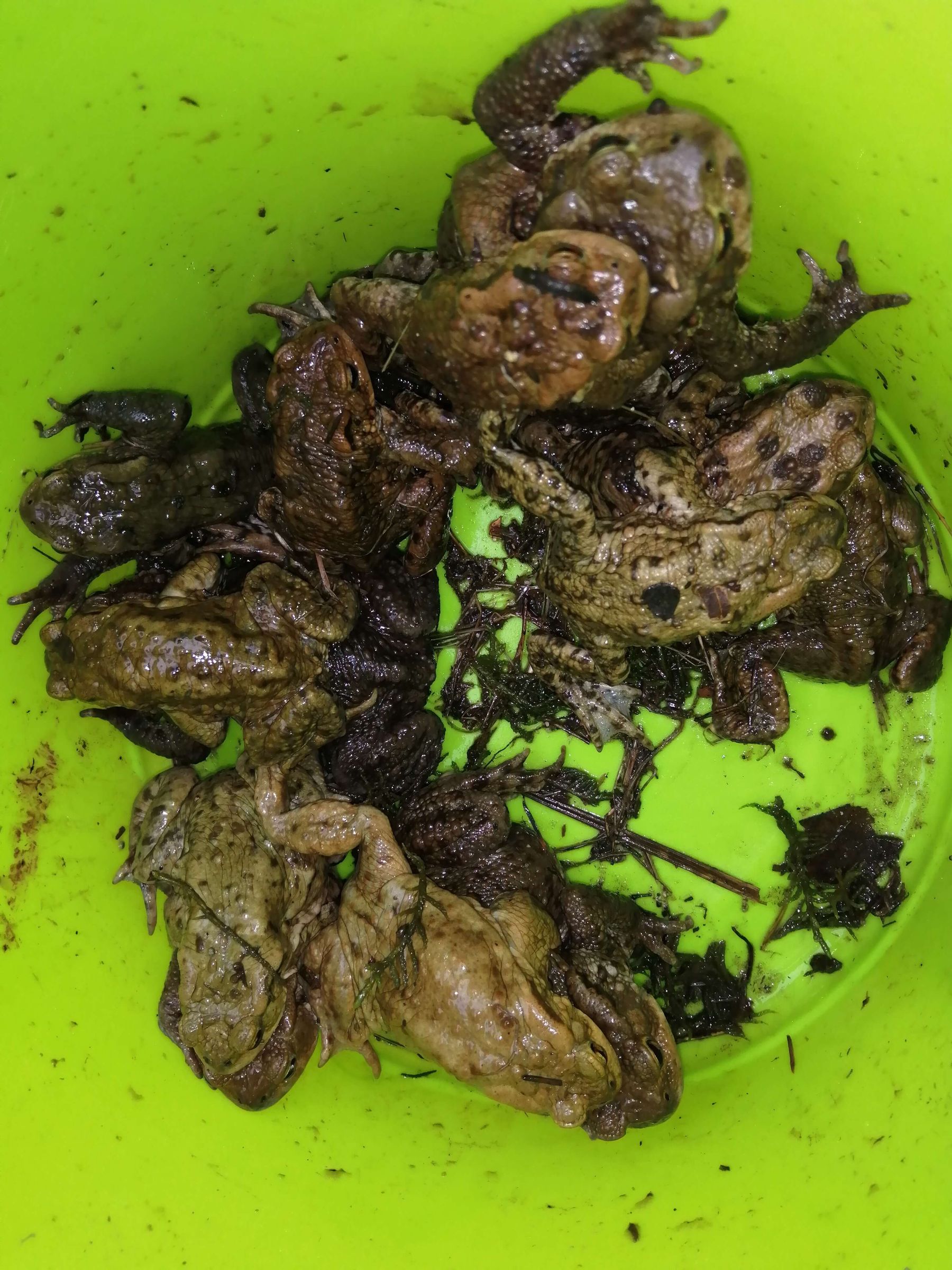 Amphibien im Sammeleimer Amphibien im Sammeleimer