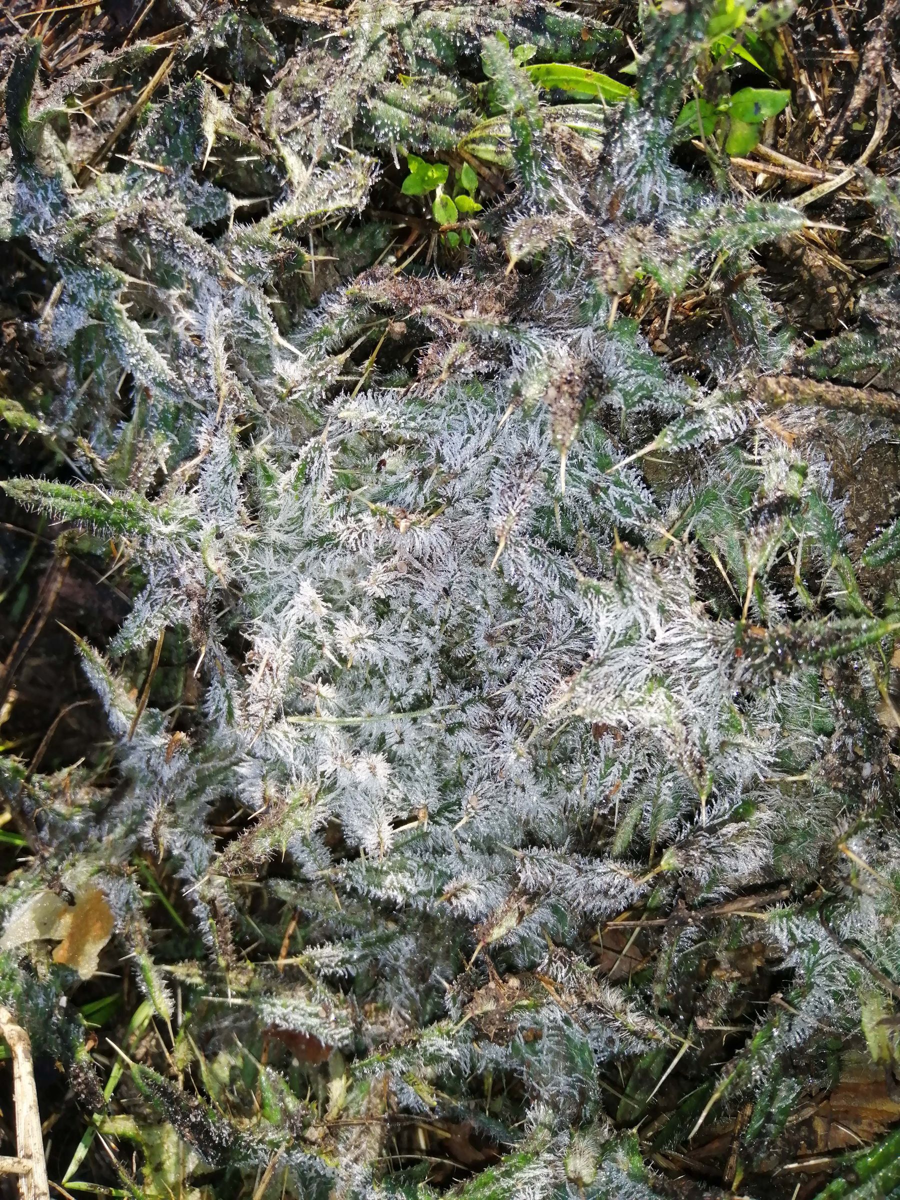 pflanzliche Schönheiten am Zaun pflanzliche Schönheiten am Zaun