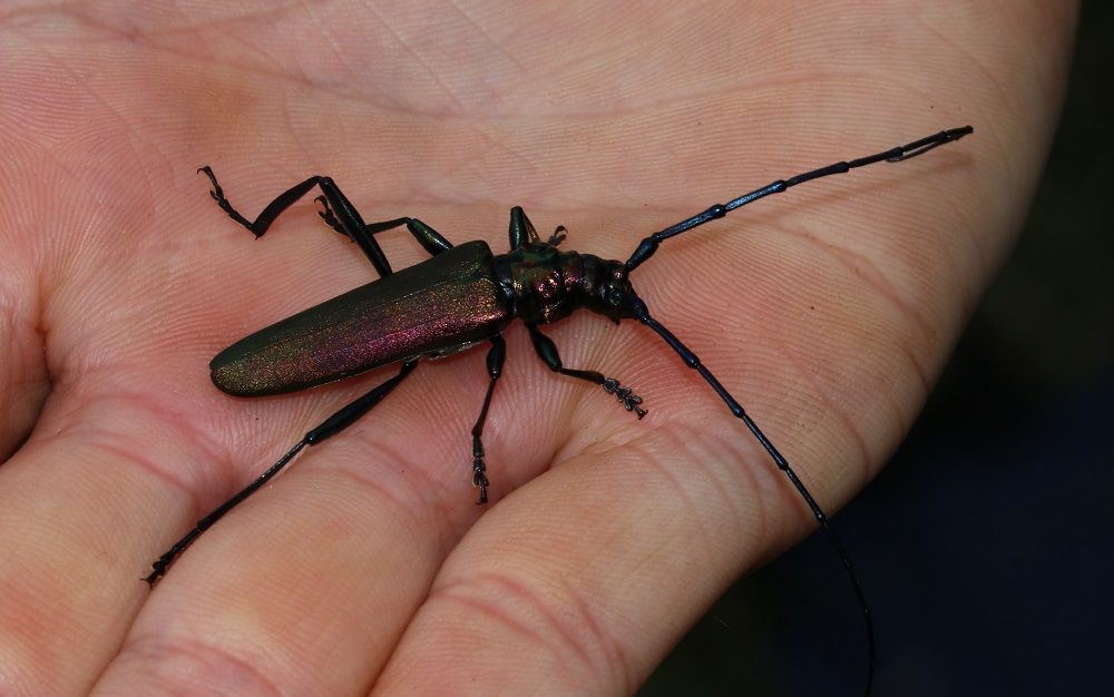 Moschusbock Moschusbock