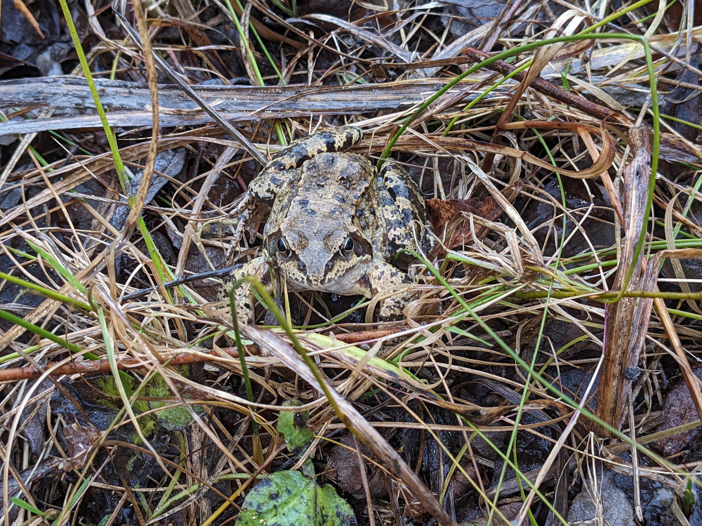 Grasfrosch