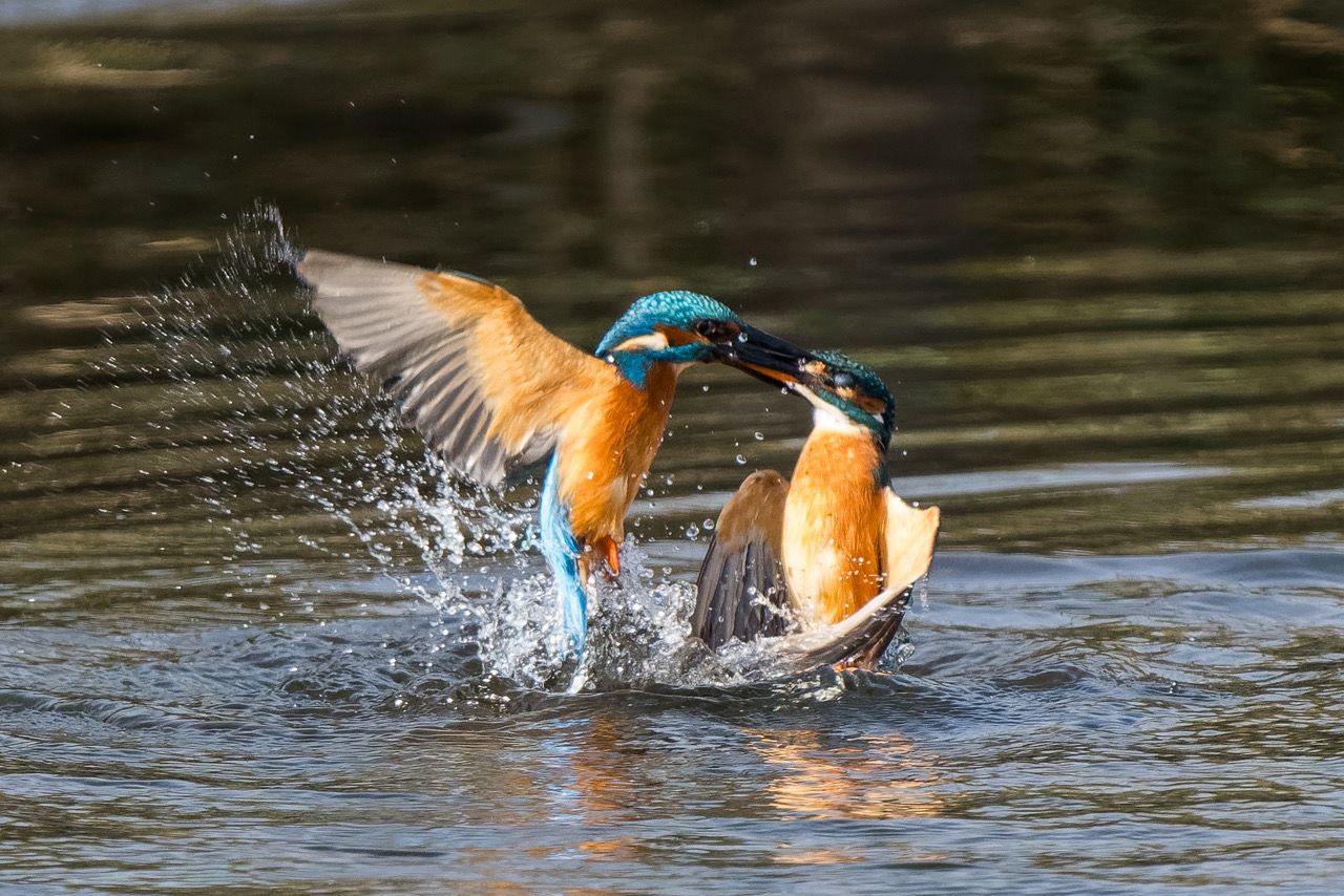 Eisvogelpaar im Sacker Schnepfensumpf