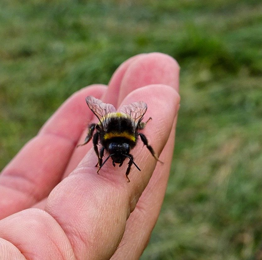 Hummel