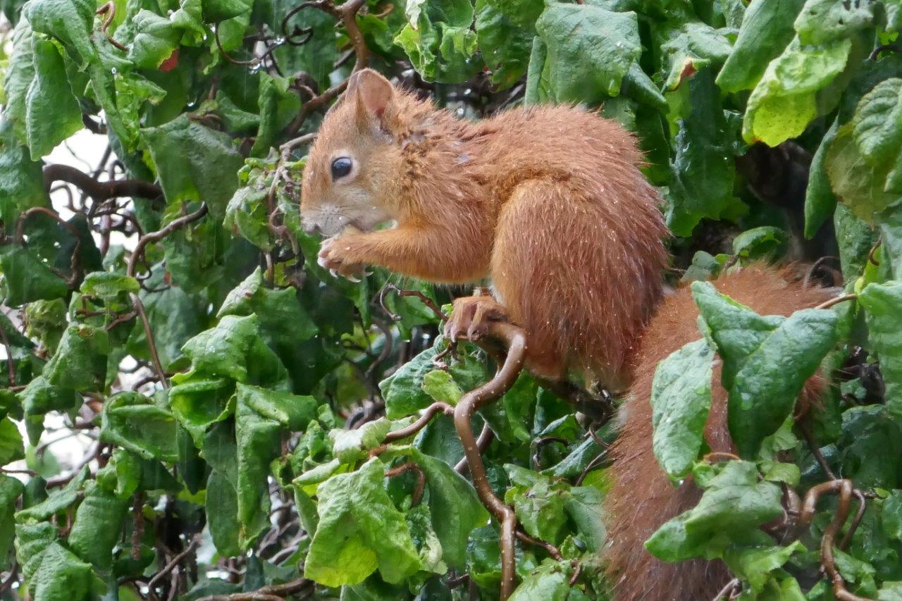 Eichhörnchen