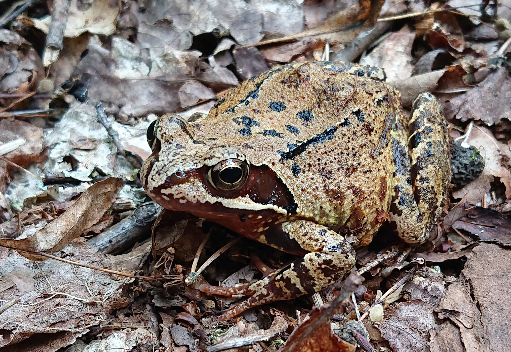 Frosch