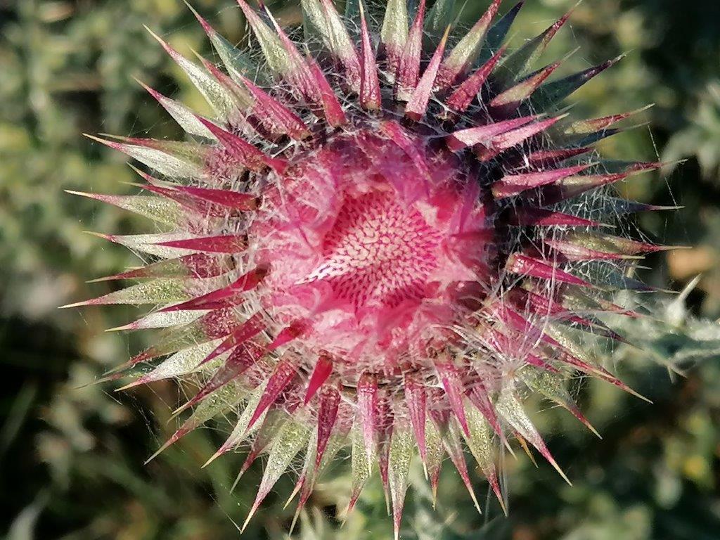 Distel