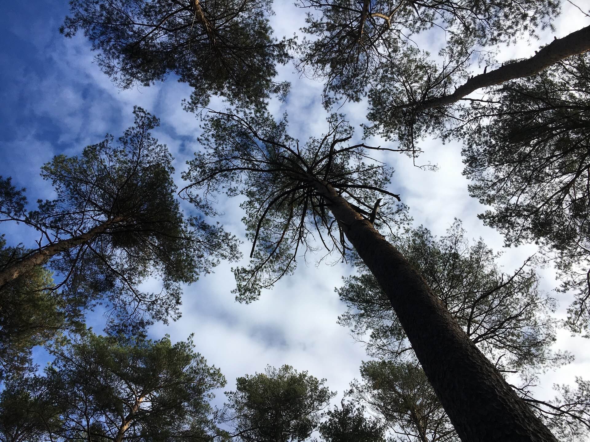 Kiefern im Wald