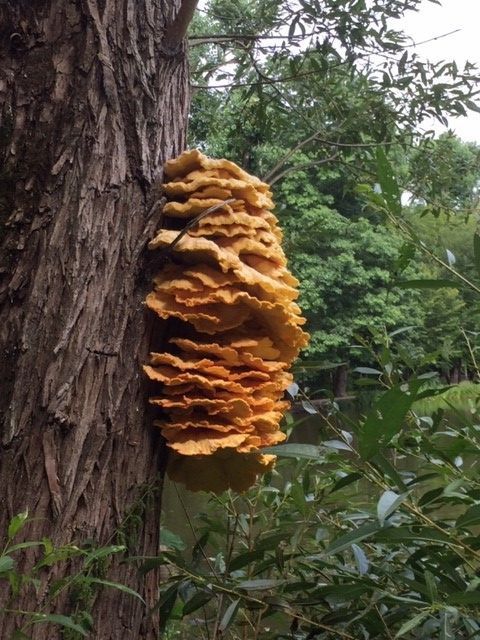 Pfannkuchen-Pilz auf Baum am Valznerweiher 