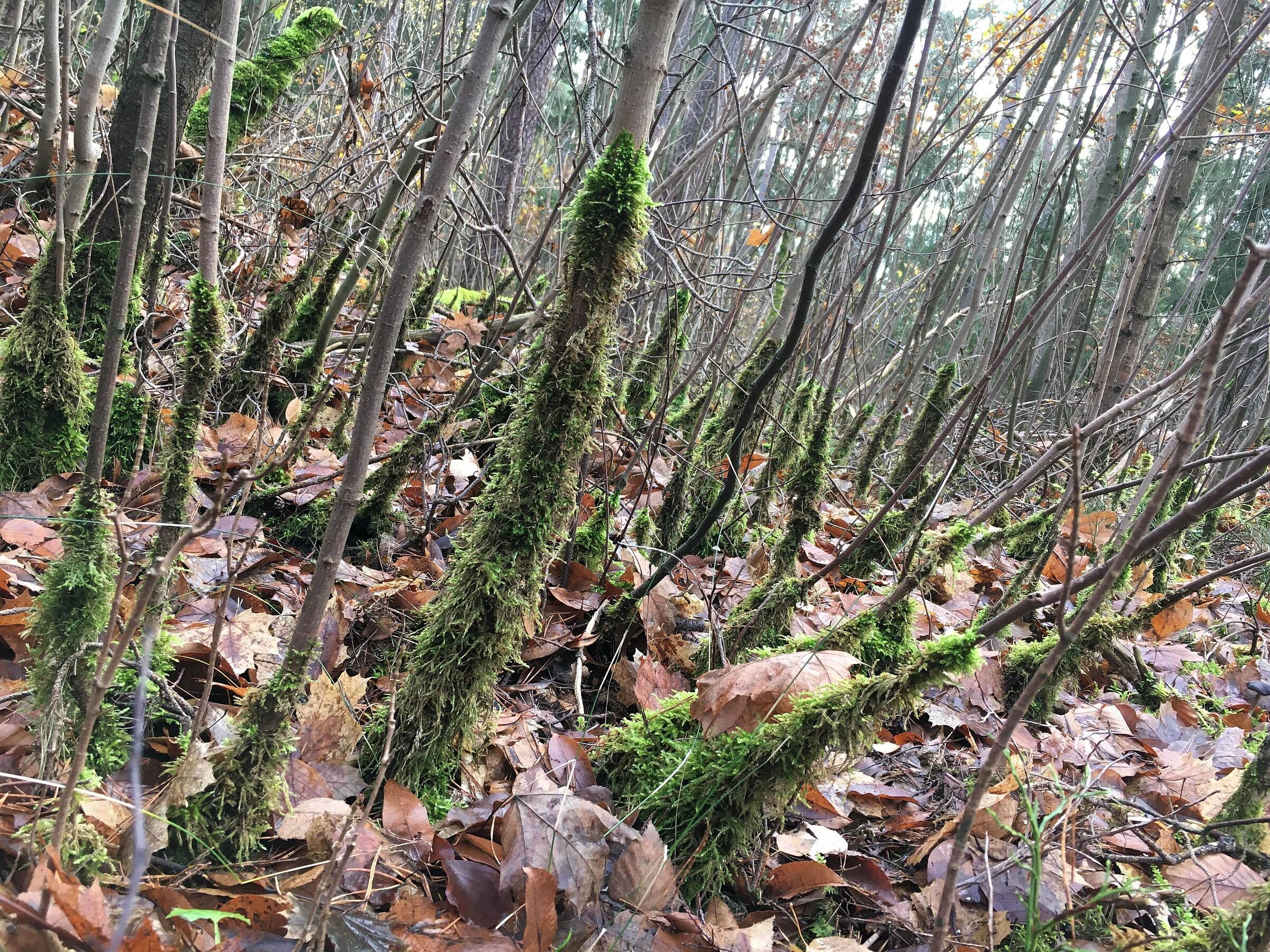 Spaziergang im Wald