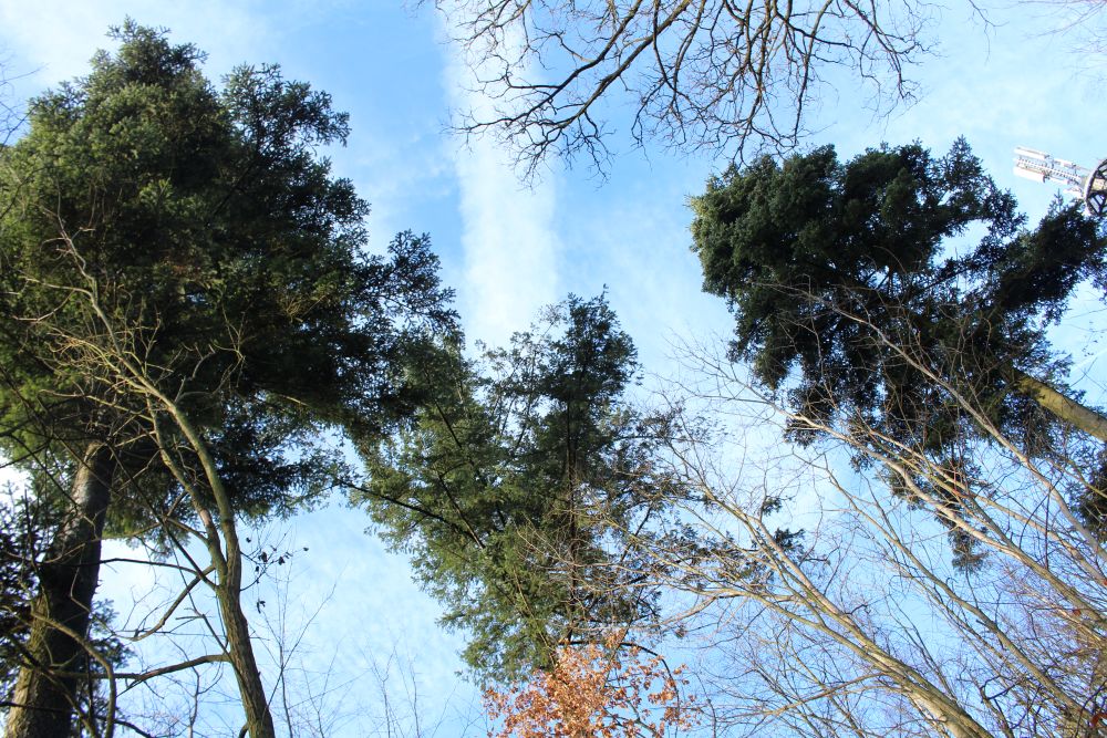 Tannen im Hohen Bühl