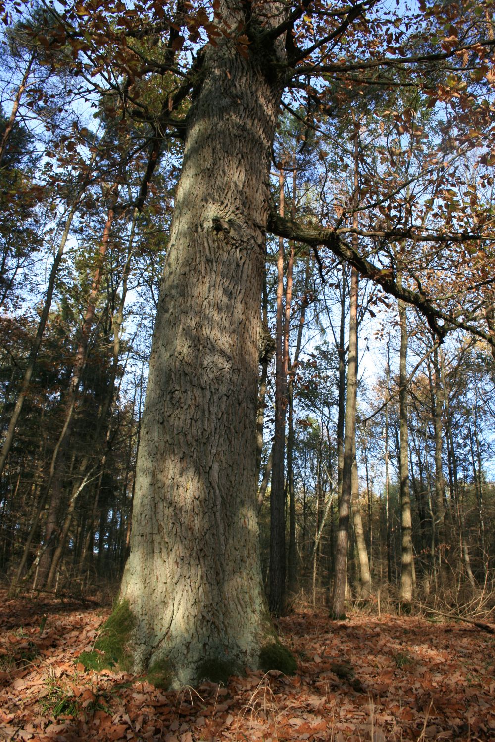 Eiche im Hohen Bühl
